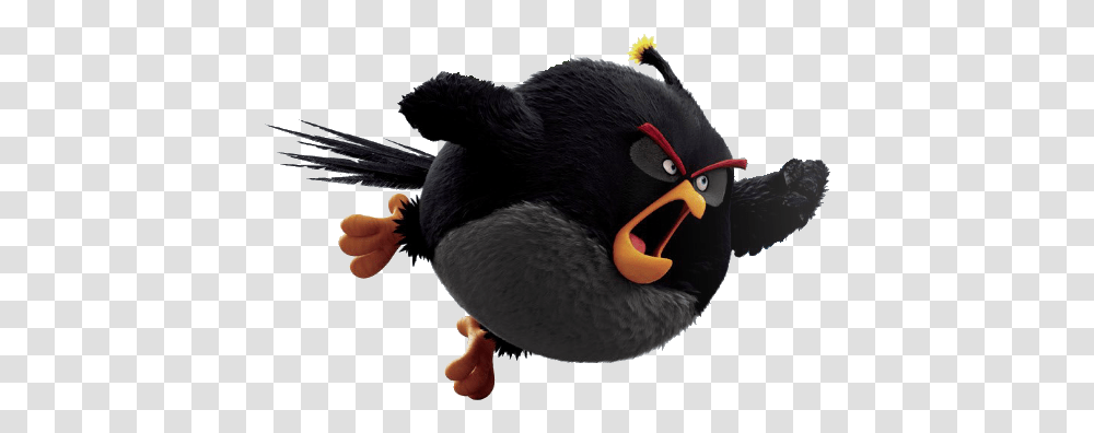 Categoryblack Birdimages Angry Birds Wiki Fandom Bomb Angry Birds Movie, Beak, Animal, Puffin, Blackbird Transparent Png