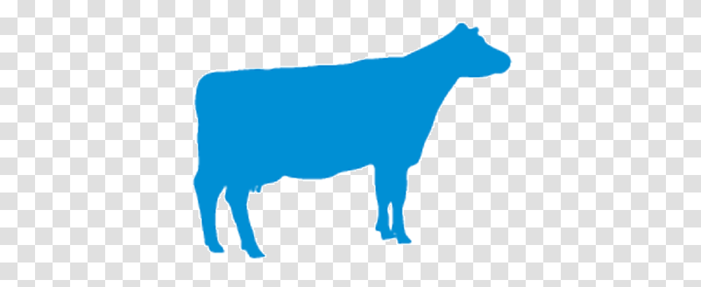 Categorycattle, Bull, Mammal, Animal, Angus Transparent Png