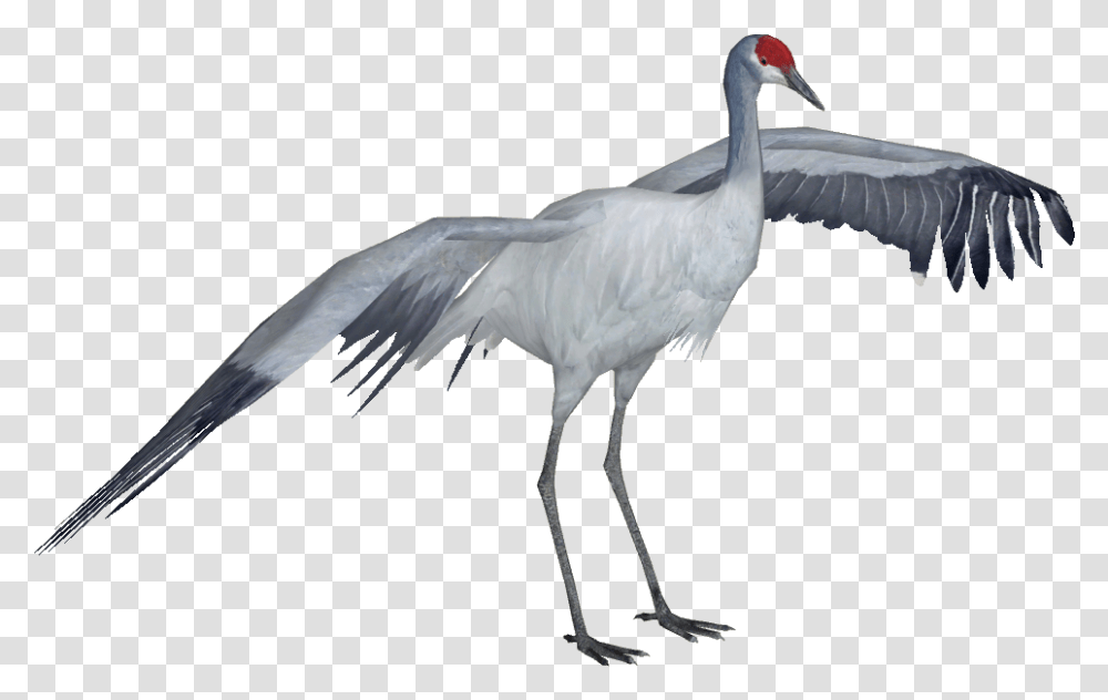 Categorycranes & Rails Zt2 Download Library Wiki Fandom Sandhill Crane, Bird, Animal, Crane Bird, Stork Transparent Png