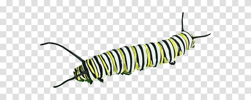 Caterpillar Nature, Animal, Face, Person Transparent Png