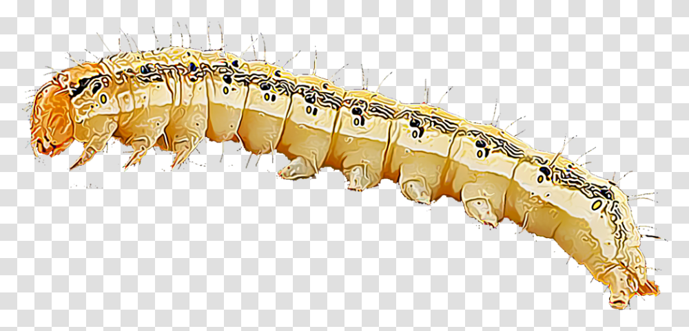 Caterpillar, Animal, Invertebrate, Insect, Worm Transparent Png