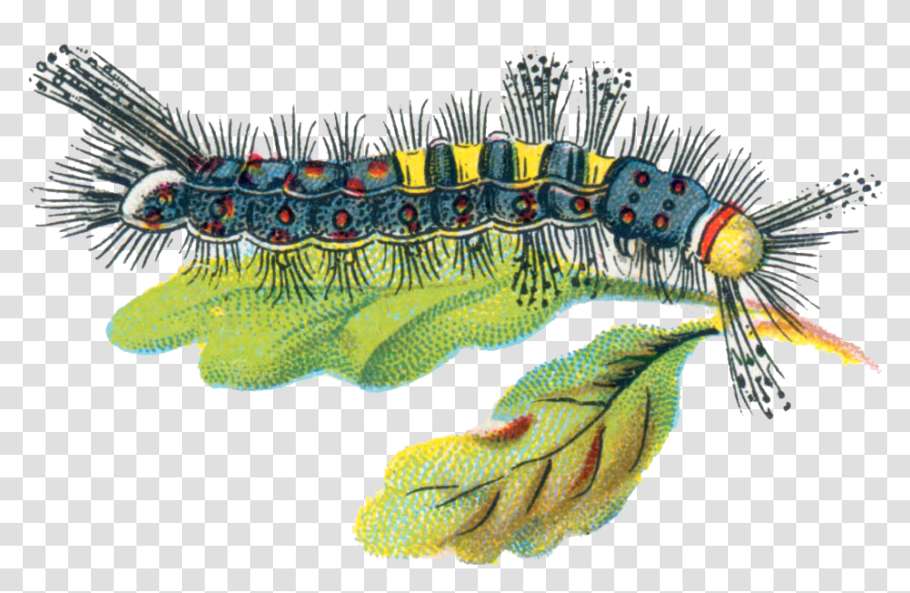 Caterpillar Caterpillar Uk Illustration, Animal, Worm, Invertebrate, Fish Transparent Png