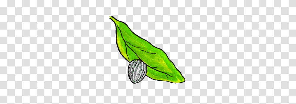 Caterpillar Clipart Butterfly Egg, Plant, Leaf, Seed, Grain Transparent Png
