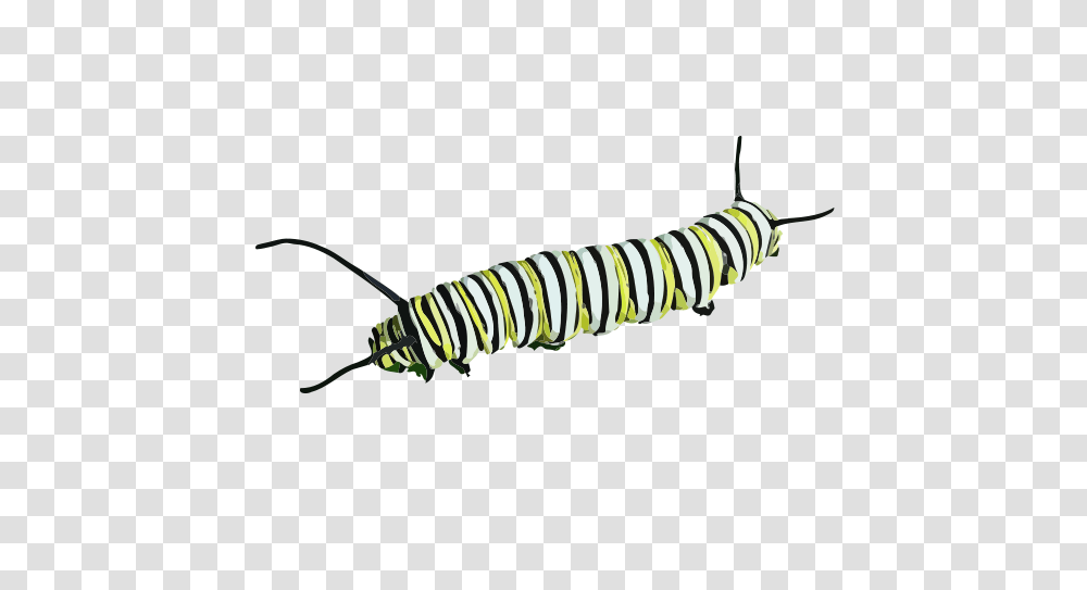 Caterpillar Clipart, Invertebrate, Animal, Worm, Insect Transparent Png