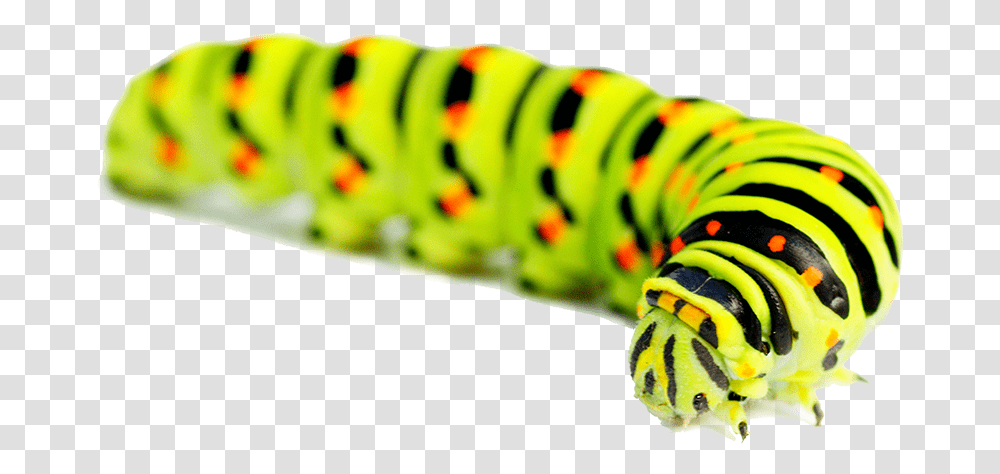 Caterpillar Images Hd Image Caterpillar, Animal, Invertebrate, Worm, Honey Bee Transparent Png