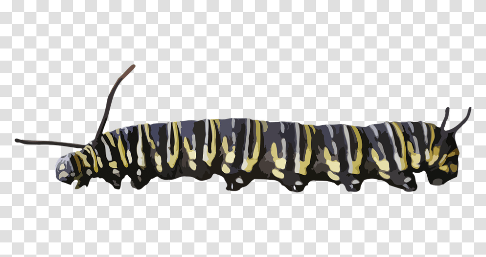 Caterpillar, Insect, Animal, Invertebrate, Seafood Transparent Png