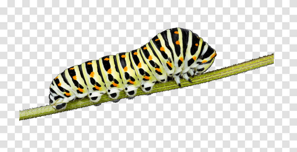 Caterpillar, Insect, Animal, Invertebrate, Tiger Transparent Png