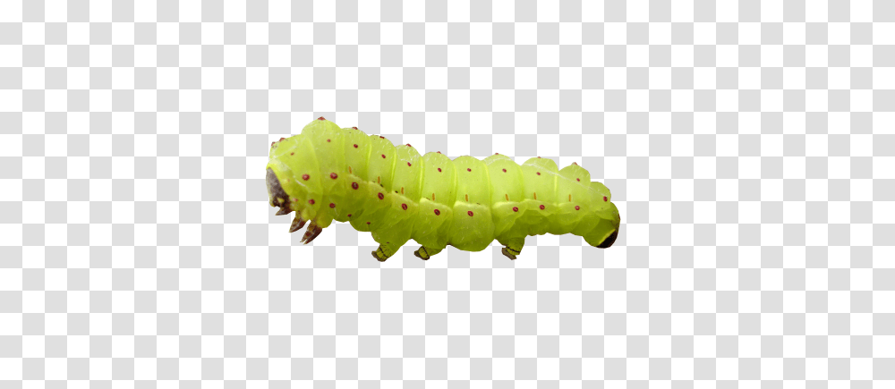 Caterpillar, Insect, Animal, Invertebrate, Worm Transparent Png