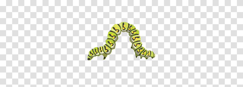 Caterpillar, Insect, Animal, Worm, Invertebrate Transparent Png