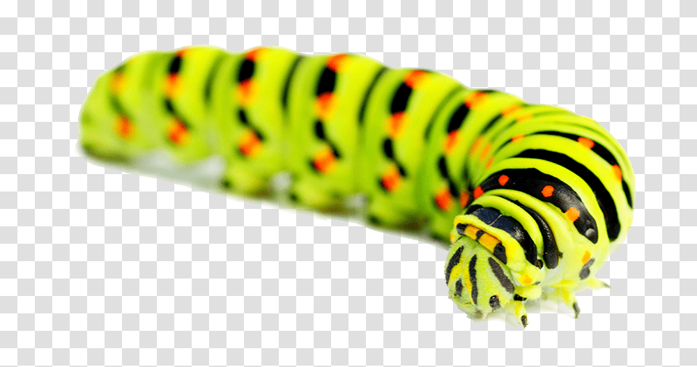 Caterpillar, Insect, Animal, Worm, Invertebrate Transparent Png