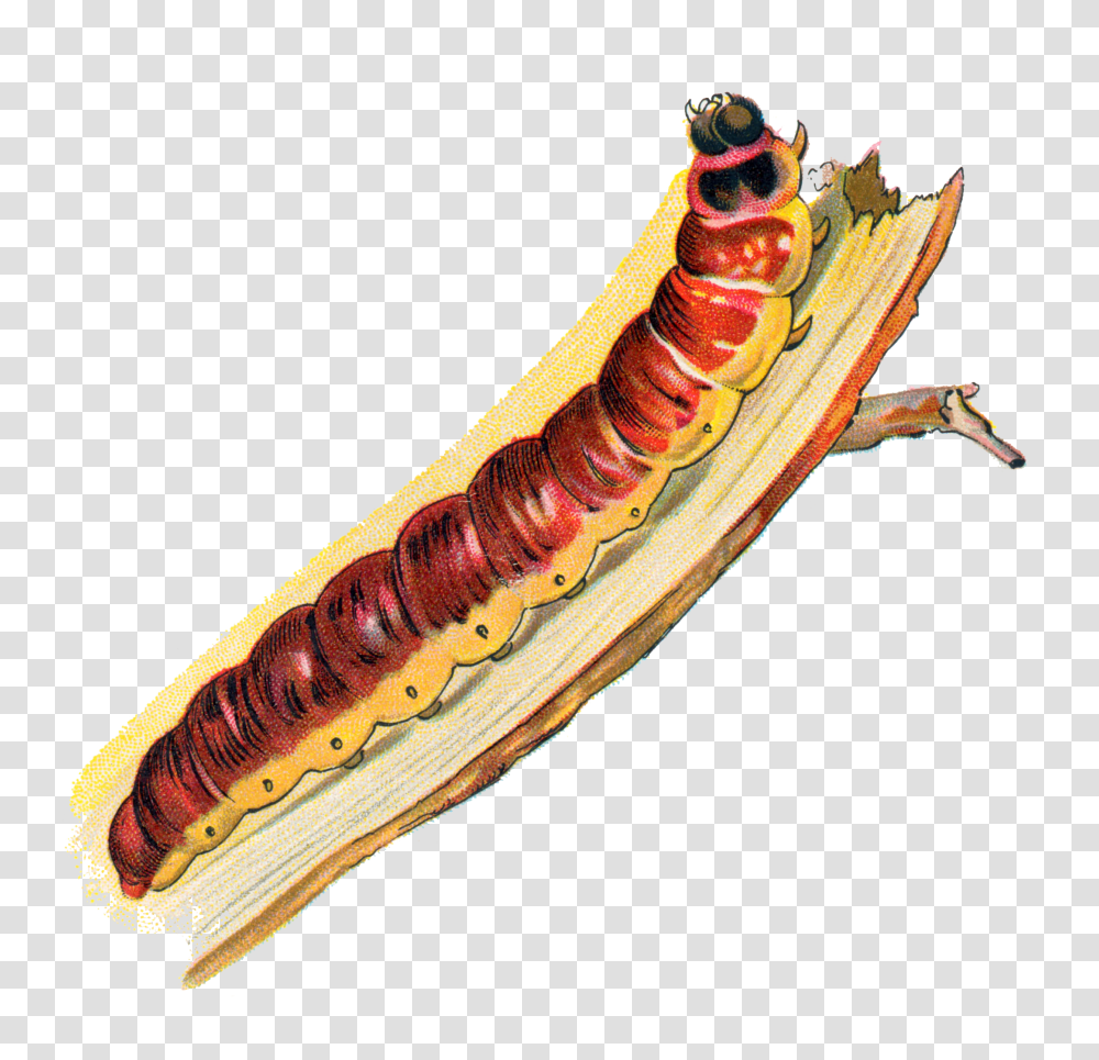 Caterpillar, Insect, Hot Dog, Food Transparent Png