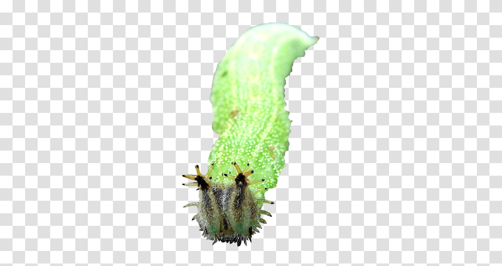 Caterpillar, Insect, Invertebrate, Animal, Plant Transparent Png