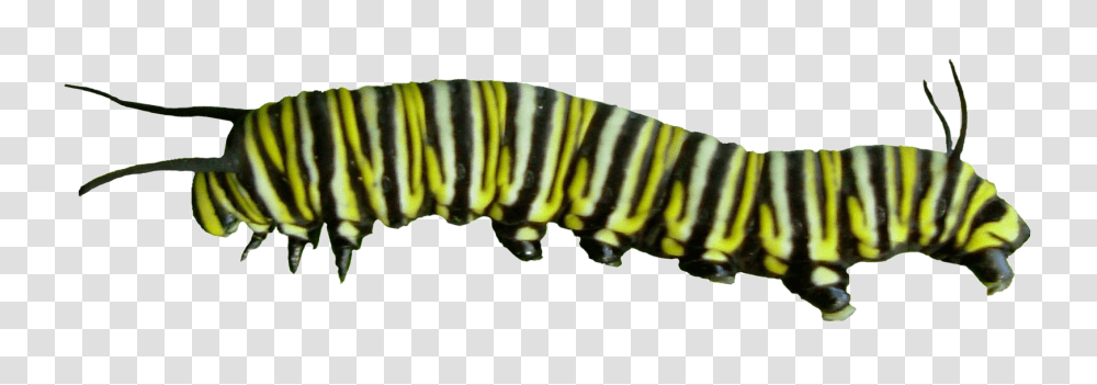 Caterpillar, Insect, Invertebrate, Animal, Tiger Transparent Png