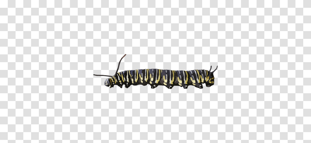 Caterpillar, Insect, Invertebrate, Animal, Worm Transparent Png