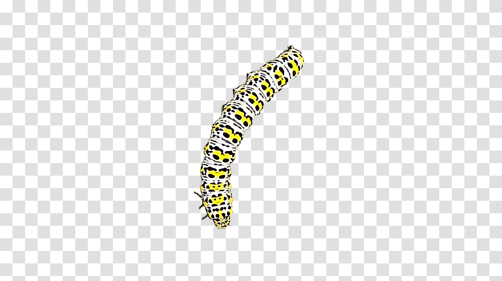 Caterpillar, Insect, Jewelry, Accessories, Plant Transparent Png