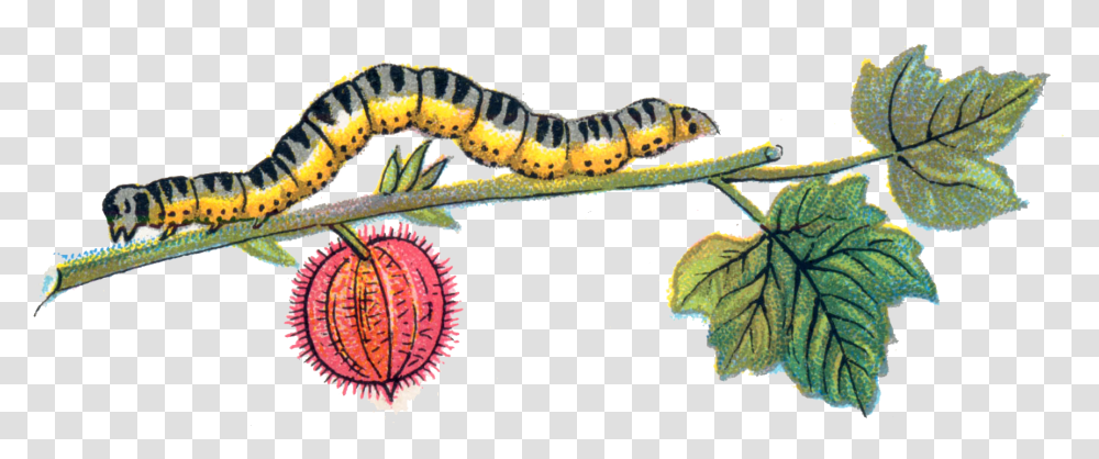 Caterpillar, Insect, Snake, Reptile, Animal Transparent Png