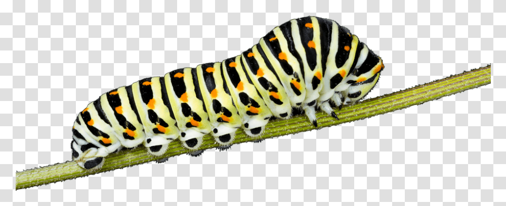Caterpillar Insects Images Free Caterpillar, Invertebrate, Animal, Worm, Tiger Transparent Png