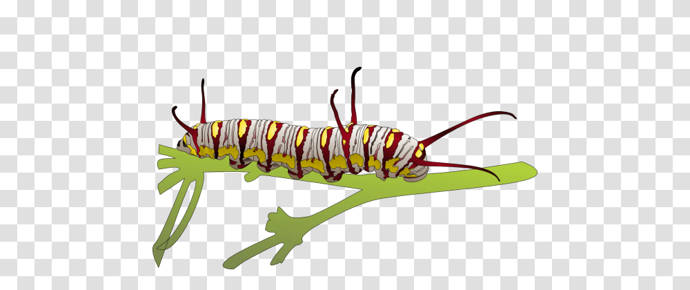 Caterpillar, Invertebrate, Animal, Worm, Insect Transparent Png