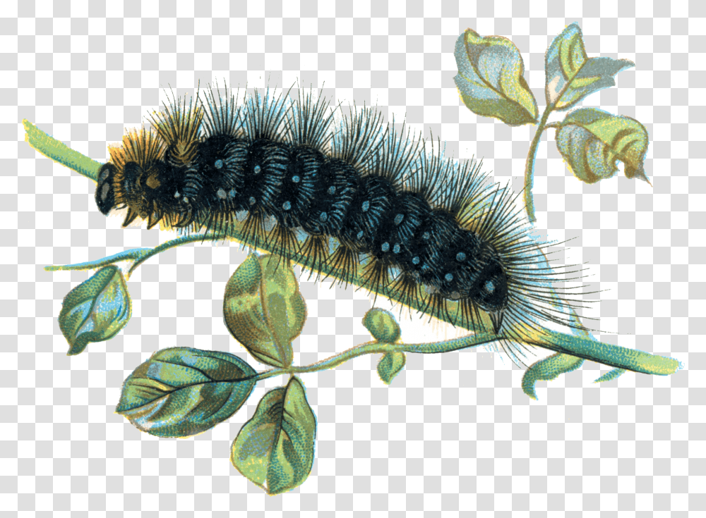 Caterpillar Real Caterpillar Background, Animal, Invertebrate, Worm, Honey Bee Transparent Png