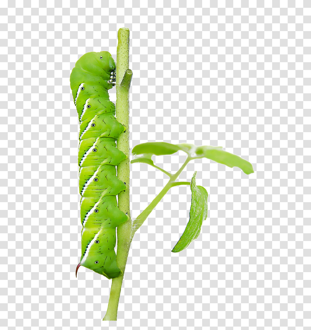 Caterpillar To Butterfly, Worm, Invertebrate, Animal, Photography Transparent Png