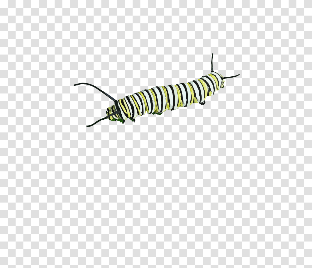 CaterpillarII, Animals, Invertebrate, Worm, Insect Transparent Png