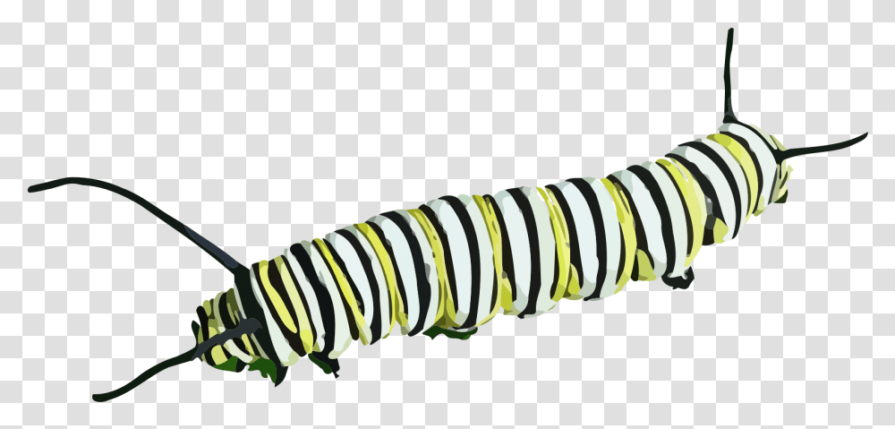 Caterpillars Caterpillar, Animal, Person, Human, Invertebrate Transparent Png