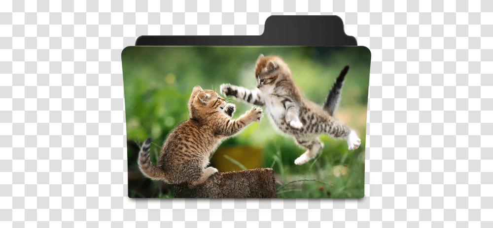 Catfight Icon Goodies Folder Icons Softiconscom 2 Cat Best Friend, Mammal, Animal, Pet, Panther Transparent Png