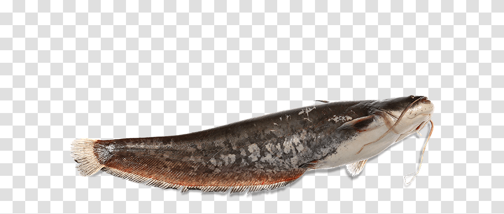 Catfish, Animal, Mammal, Wildlife, Amphibian Transparent Png