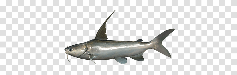 Catfish, Animal, Shark, Sea Life, Swordfish Transparent Png