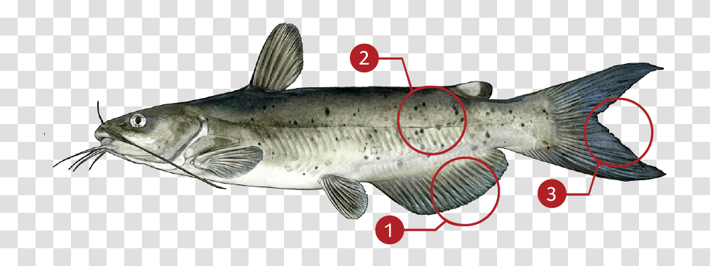 Catfish, Animal, Trout, Cod, Sea Life Transparent Png