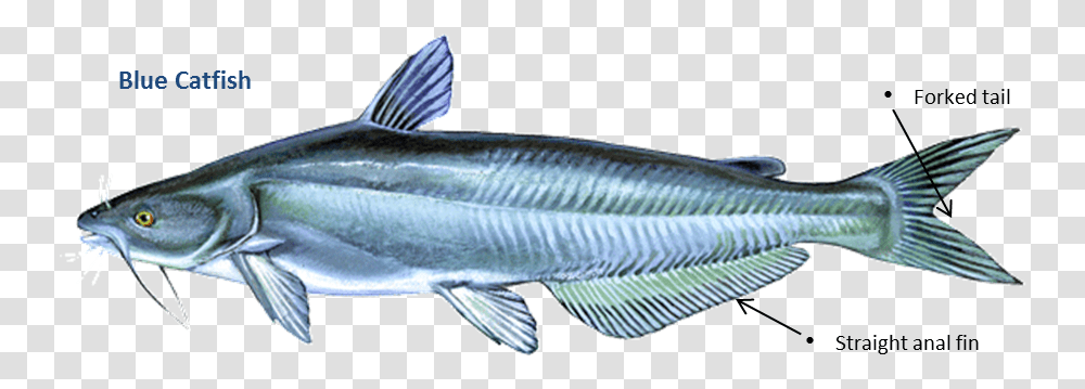 Catfish Blue, Mullet Fish, Sea Life, Animal, Herring Transparent Png