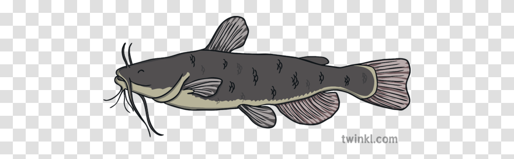 Catfish Fish Under The Sea Animal Ks1 Illustration Twinkl Lunge, Cod, Sturgeon, Perch Transparent Png