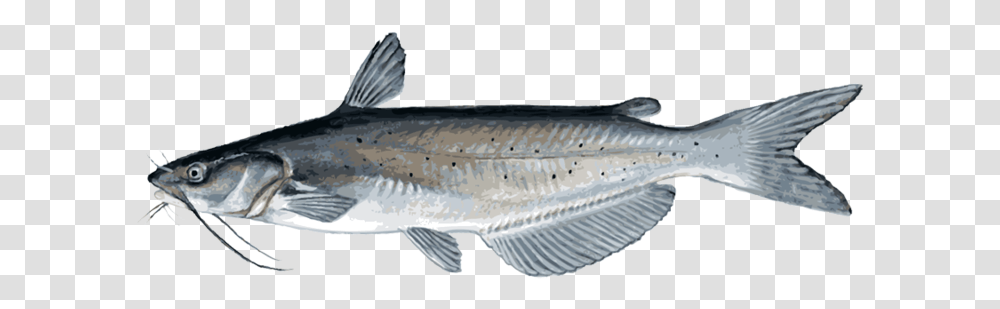 Catfish Image Catfish, Animal, Sturgeon, Sea Life, Mullet Fish Transparent Png
