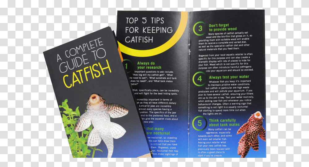 Catfish Need More Than Algae Claims New Campaign, Book, Flyer, Poster, Paper Transparent Png