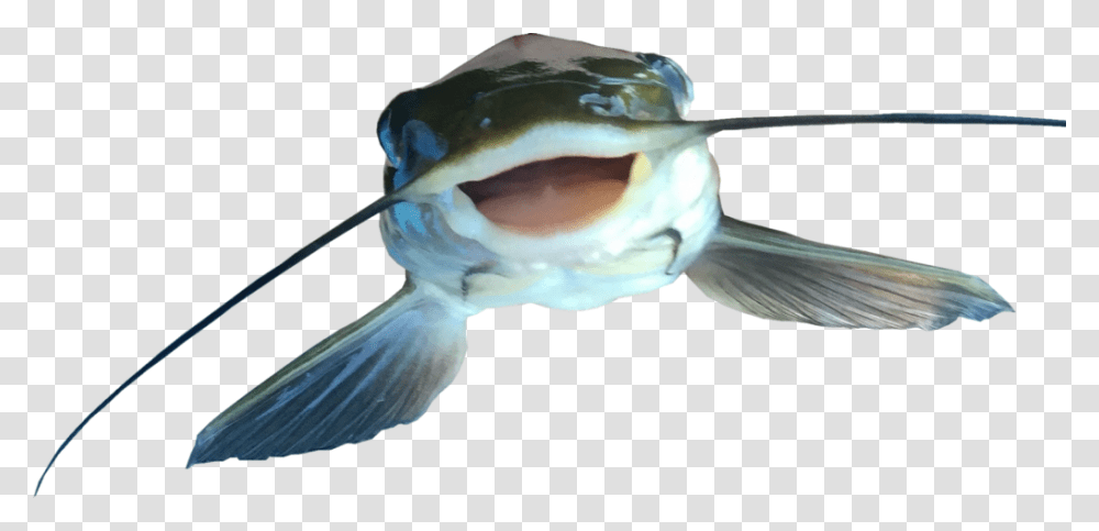 Catfish Vector Clipart, Bird, Animal, Aquatic, Water Transparent Png