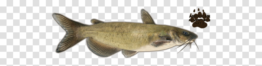 Catfishchannel Jimmyzhoopz, Animal, Trout, Cod, Sturgeon Transparent Png