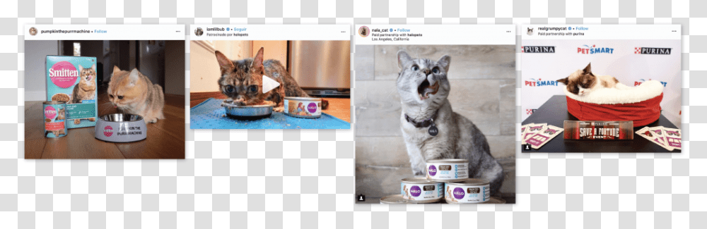 Catfluencers Sponsored Posts Cat Food Cat Yawns, Dog, Pet, Canine, Animal Transparent Png