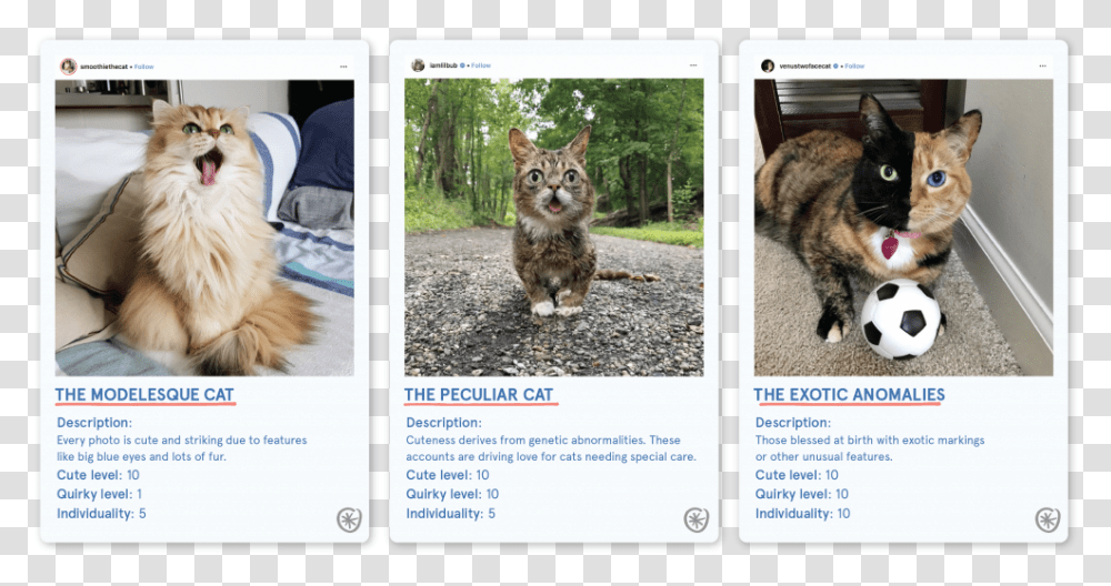 Catfluencers Types Cat Yawns, Advertisement, Poster, Pet, Mammal Transparent Png