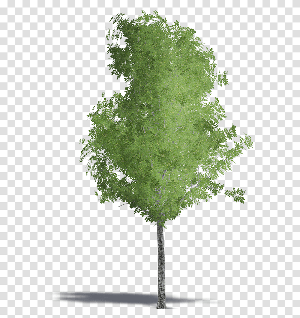Cathay Walnut, Plant, Tree, Fern, Maple Transparent Png