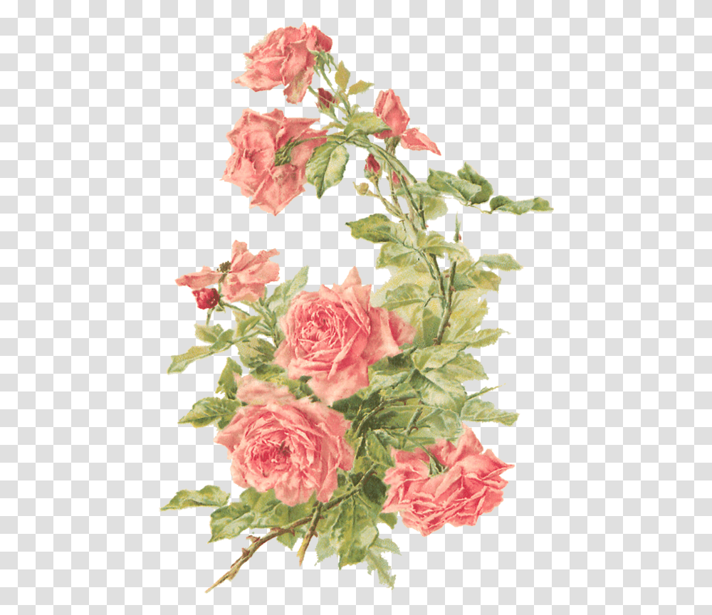 Catherine Klein - Peach Roses Digital Elements Wings Of Whimsy Vintage Flowers Background, Plant, Blossom, Carnation, Art Transparent Png