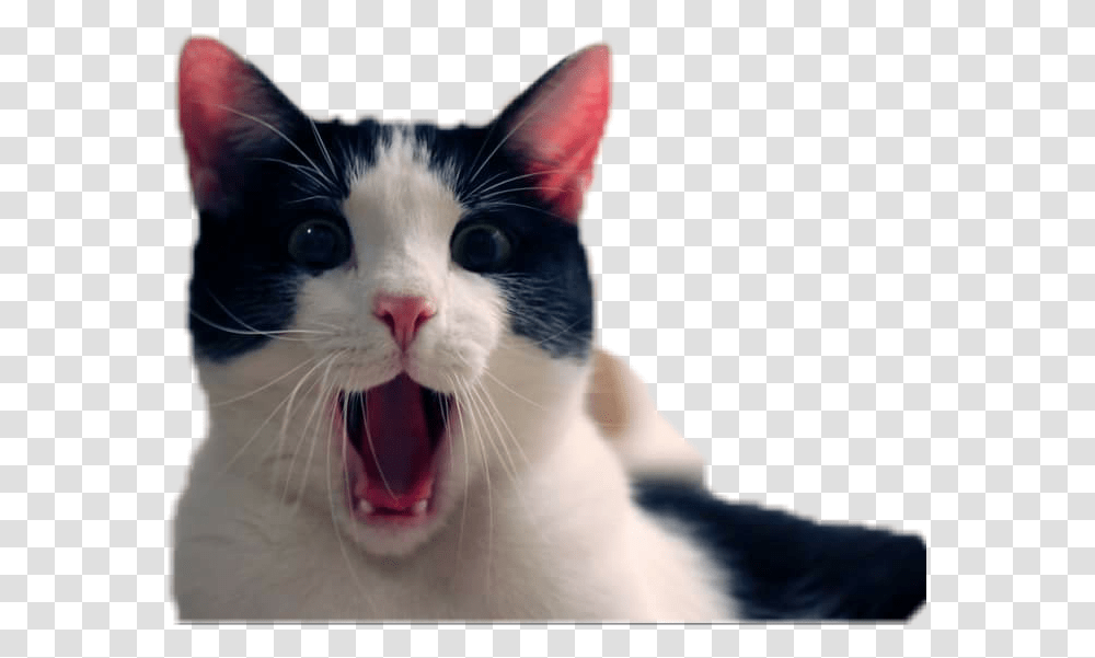 Catlover Surprised International Cat Day 2017, Pet, Mammal, Animal, Mouth Transparent Png