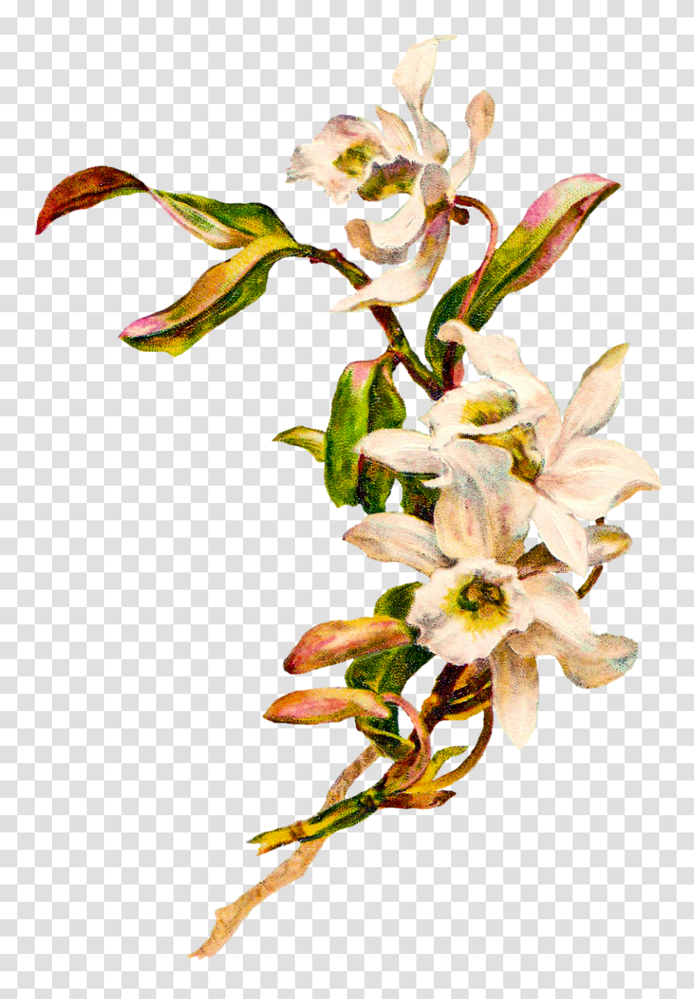 Catnipstudiocollage Free Vintage Clip Art, Plant, Flower, Blossom, Acanthaceae Transparent Png
