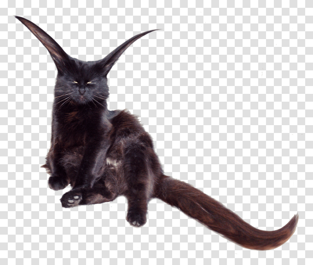 Catpng 16001340 Animals Cats Kangaroo Black Cat, Mammal, Outer Space, Astronomy, Nature Transparent Png