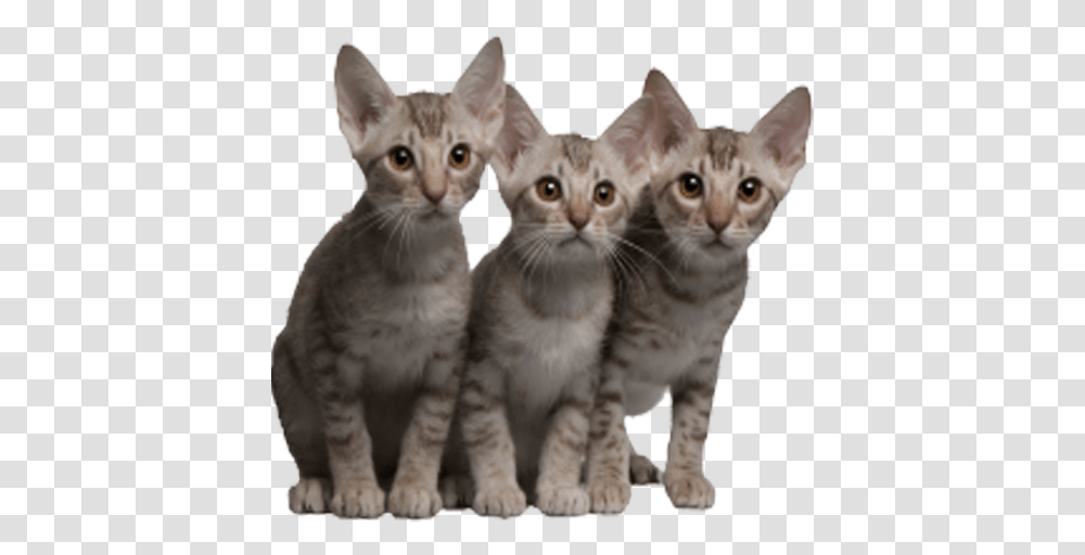 Cats 5 Kucing, Pet, Animal, Mammal, Kitten Transparent Png