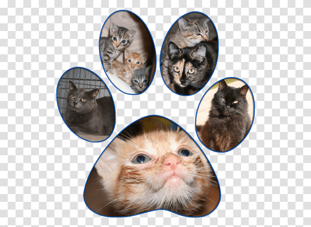 Cats Asian, Pet, Mammal, Animal, Doctor Transparent Png