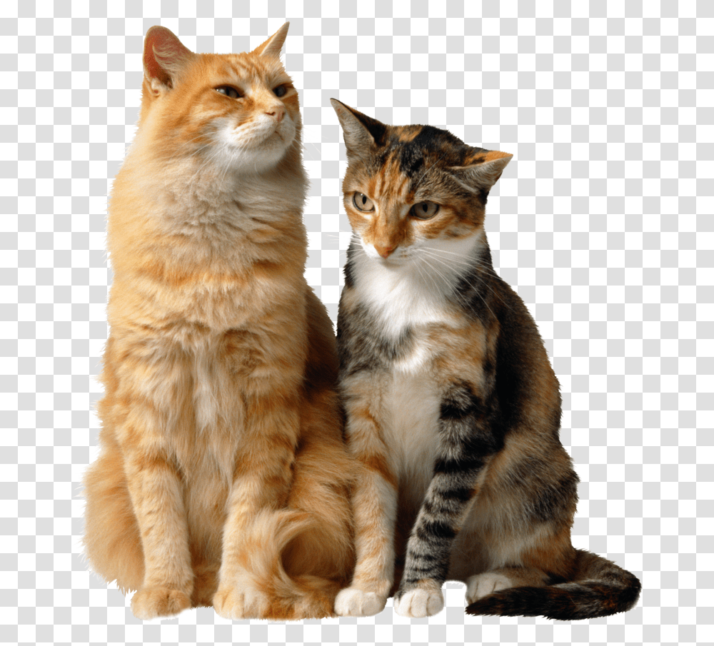 Cats Background Cat Two Cats Sitting Together, Pet, Mammal, Animal, Manx Transparent Png