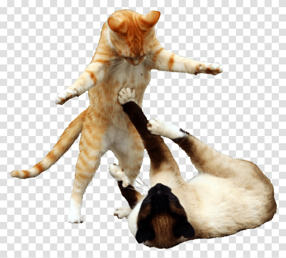 Cats Boxing Transparent Png