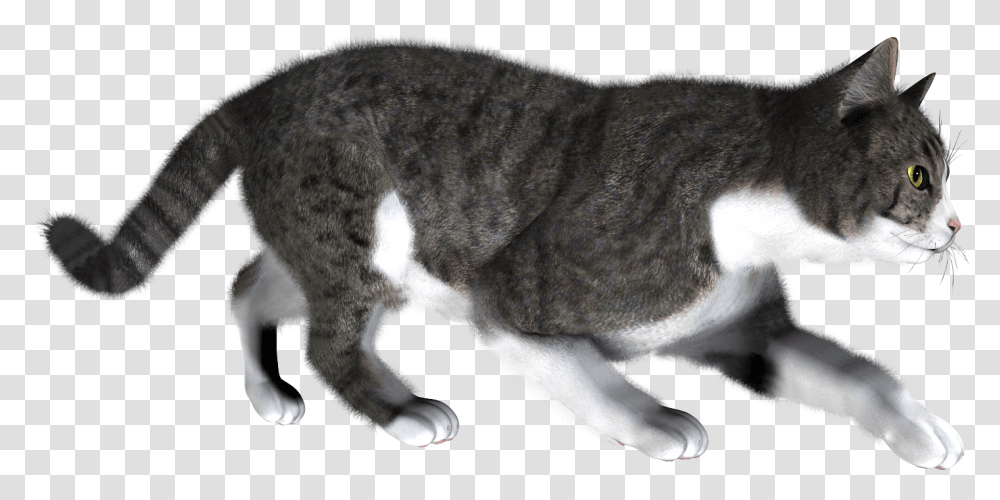 Cats Clear Background, Manx, Pet, Mammal, Animal Transparent Png