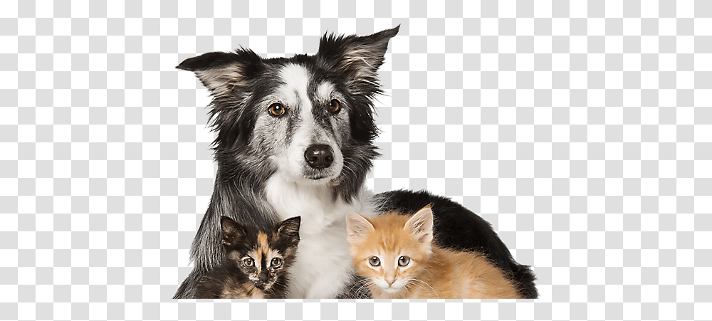 Cats Dogs Top Of Head Adopt Dogs And Cats, Kitten, Pet, Mammal, Animal Transparent Png