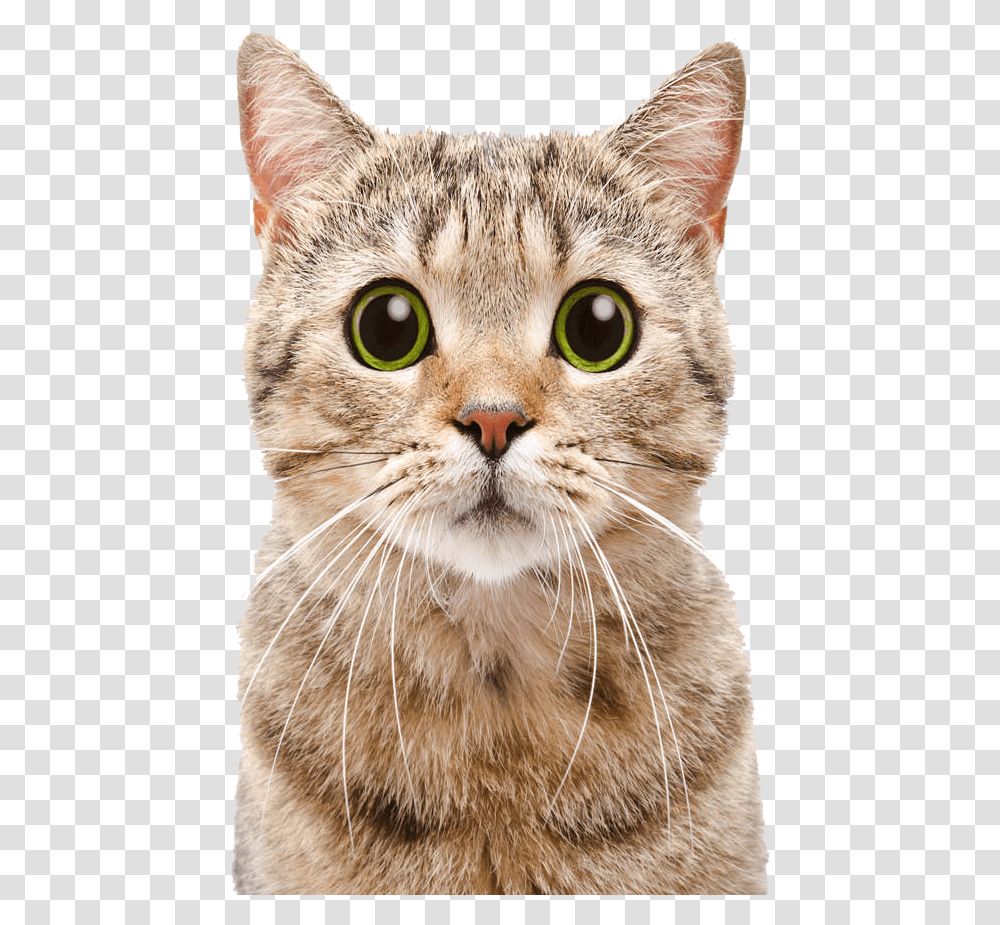 Cats Free Image Download, Manx, Pet, Mammal, Animal Transparent Png